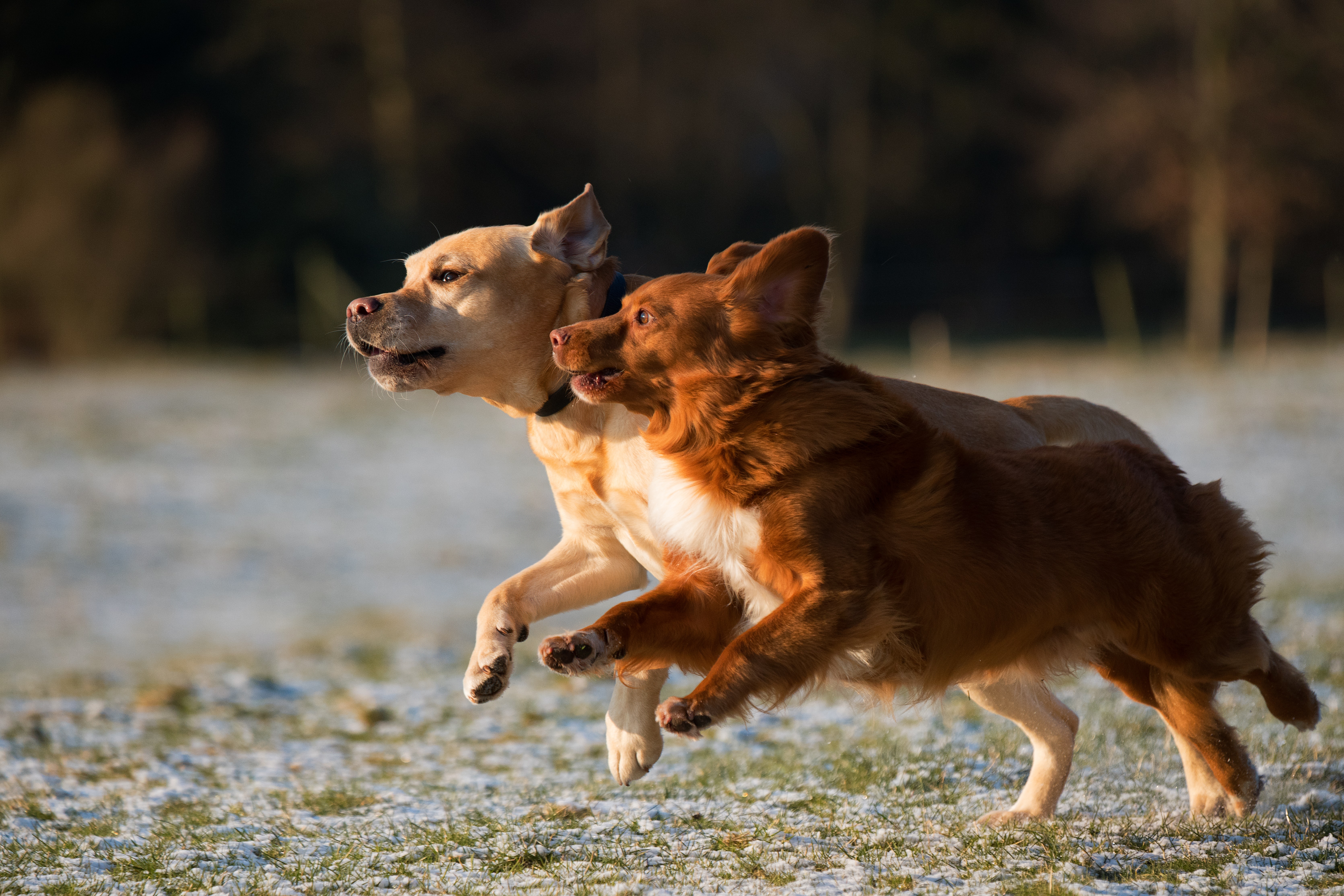 Lameness in pets